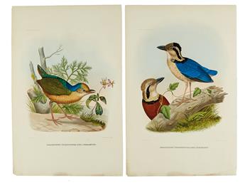 ELLIOT, DANIEL GIRAUD. Six plates extracted from Elliots A Monograph of the Pittidae,